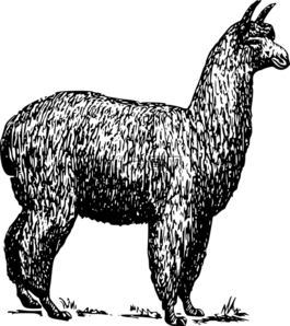 羊駝,駝,動(dòng)物