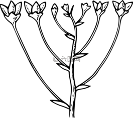 水華,鮮花,分支機(jī)構(gòu)