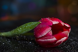 郁金香,花,性質(zhì)
