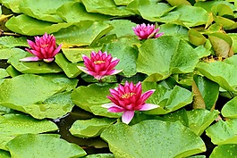 鮮花,性質(zhì),植物