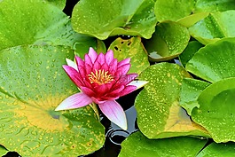 鮮花,性質(zhì),植物