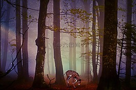 獐鹿,小鹿,森林