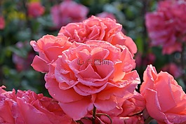 花卉,性質(zhì),植物