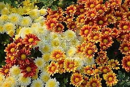 花卉,性質(zhì),植物