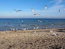 海鷗,海,波羅的海