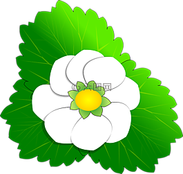 花,草莓,植物