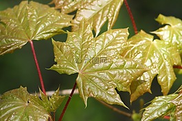 葉子,綠色,植物