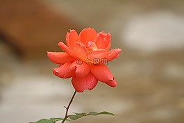 自然,花,葉