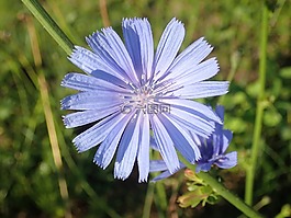 鮮花,花園,性質(zhì)