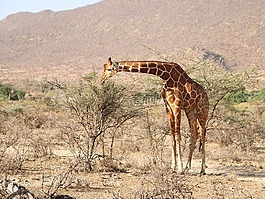 長頸鹿,野生動物園,自然