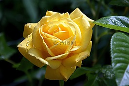 花,黃玫瑰,花園