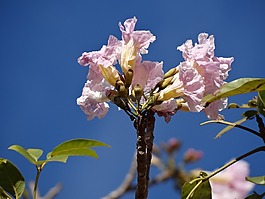鮮花,ipê 羅莎,花玫瑰