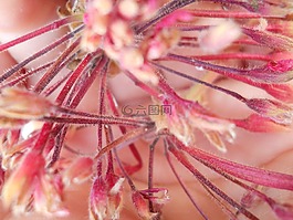 花,植物,花粉