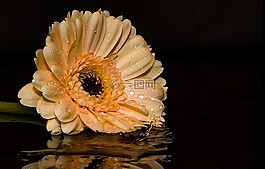 非洲菊,花,開花