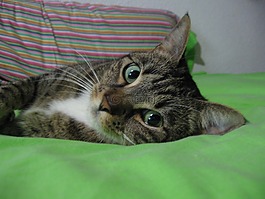 貓,動物,貓的眼睛