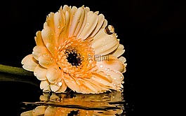 非洲菊,花,開花