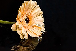 非洲菊,花,開花