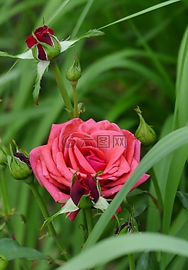 玫瑰,玫瑰綻放,芽