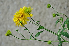 花,黃色,夏季