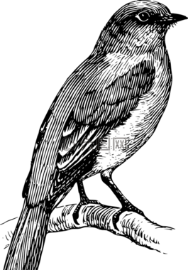 鳥(niǎo),飛,羽毛