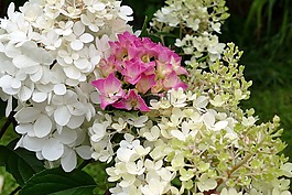 繡球,鮮花,白
