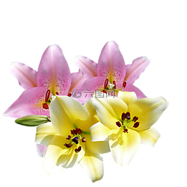百合花,鲜花,黄色