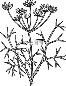 茴香,植物,中藥