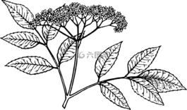 接骨木,植物,莖