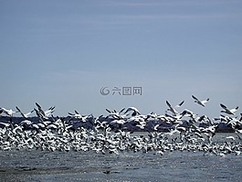 野鵝,飛行,河