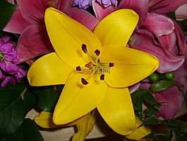花,黃色,自然