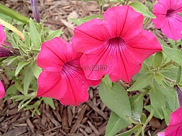 粉红色,植物,花