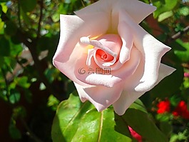 花卉,玫瑰,性質(zhì)