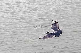 鳥,性質(zhì),鳥瞰