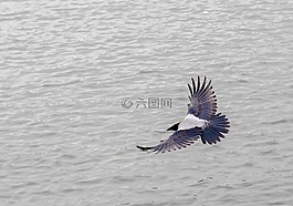 鳥,性質(zhì),鳥瞰