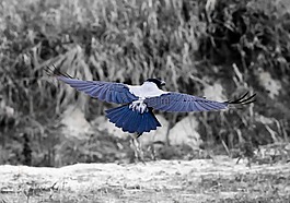 鳥,性質(zhì),鳥瞰