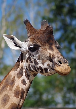 長頸鹿,動(dòng)物園,非洲