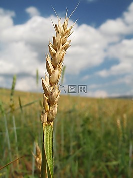 黑麥,小麥,收獲