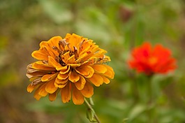 花卉,植物,素材