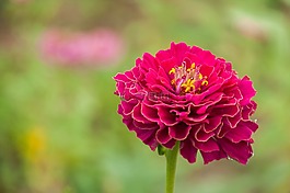 花卉,花朵,植物