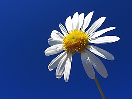 黛西,花卉,天空