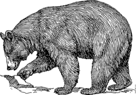 熊,灰熊,黑
