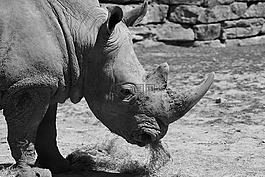 白犀牛,動(dòng)物園,非洲