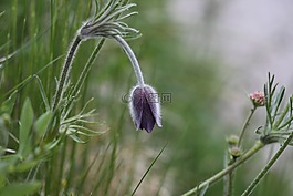 普拉托,鮮花,景觀