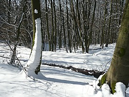 冬天,雪,冷