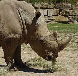 白犀牛,動(dòng)物園,非洲