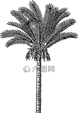 棕櫚樹,熱帶,高大