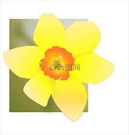 水仙,黃色,鮮花