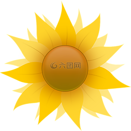 向日葵,黃色,開花