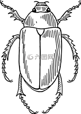 甲蟲,昆蟲,甲蟲，昆蟲