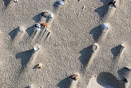 海灘,貽貝,沙